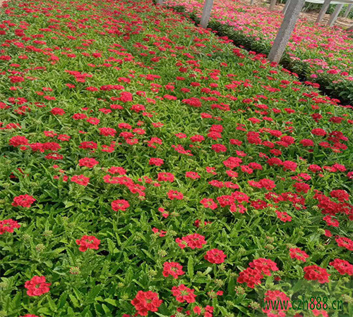 美女櫻的扦插技術(shù) 美女櫻扦插后的養(yǎng)護(hù)管理