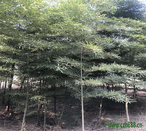 毛竹的種植和管理 毛竹的幼竹管理方法