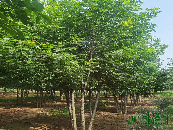 白蠟的基本特征 白蠟的培育要點(diǎn)有哪些？