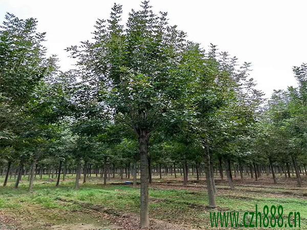 白蠟的基本特征 白蠟的培育要點(diǎn)有哪些？