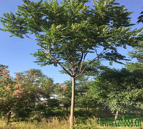 臭椿的種植價(jià)值 臭椿的育苗方法和養(yǎng)護(hù)管理