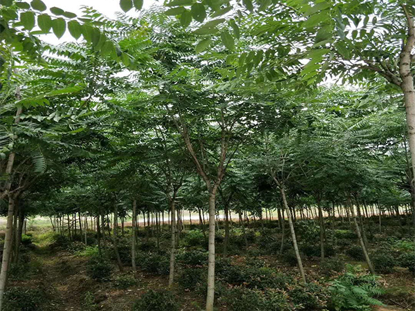 臭椿的種植價(jià)值 臭椿的育苗方法和養(yǎng)護(hù)管理