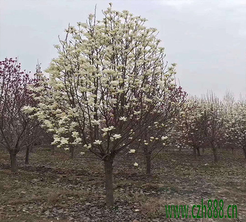半枝蓮種植方法介紹 半枝蓮種子怎么種植？