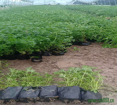 美女櫻什么時候扦插比較合適?