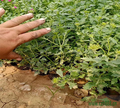 美女櫻什么時候扦插比較合適?