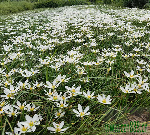 種植蔥蘭有什么哪些好處?