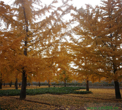銀杏養殖方法介紹，一起看看這些細節