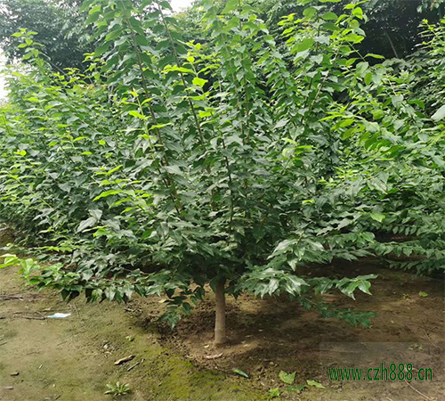 臘梅的形態(tài)特征 臘梅的分類和生態(tài)習(xí)性