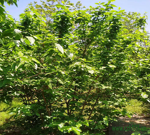 臘梅的形態(tài)特征 臘梅的分類和生態(tài)習(xí)性