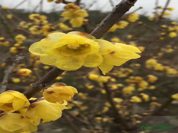 臘梅的形態(tài)特征 臘梅的分類和生態(tài)習(xí)性