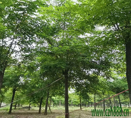 刺槐育苗的方法 刺槐育苗的技術要點