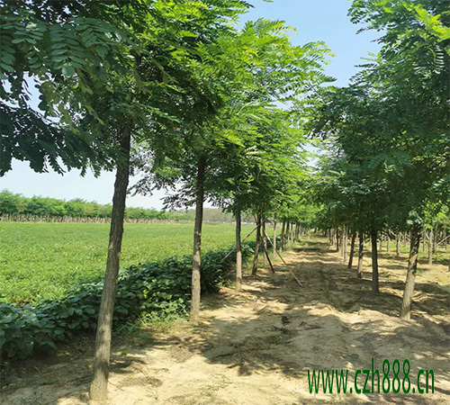 刺槐育苗的方法 刺槐育苗的技術要點