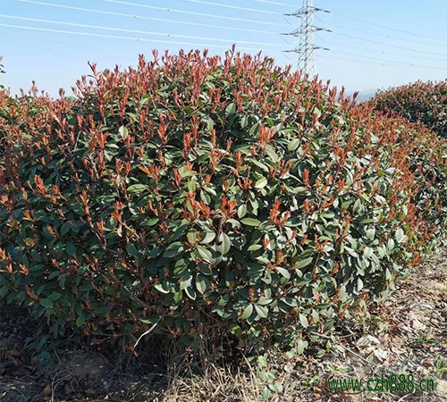 紅葉石楠如何扦插？ 紅葉石楠的扦插方法
