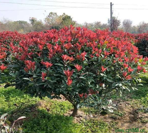 紅葉石楠如何扦插？ 紅葉石楠的扦插方法