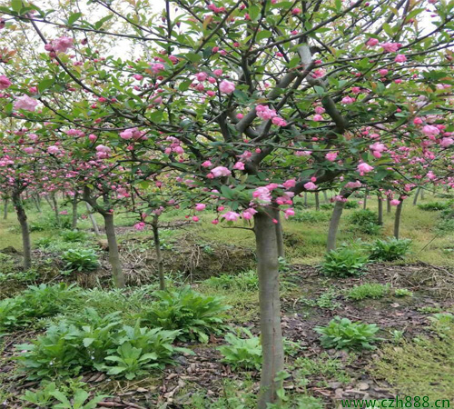 垂絲海棠如何培育? 垂絲海棠的培育繁衍技術