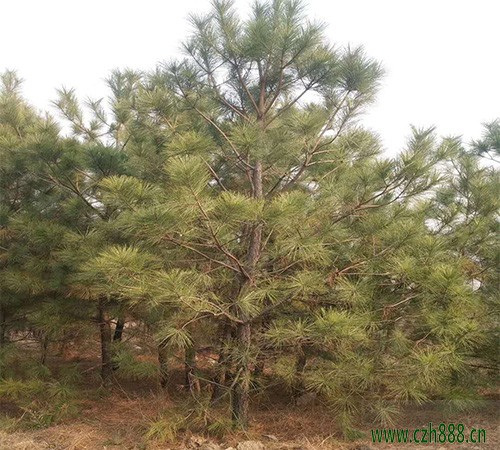 馬尾松如何修剪？ 馬尾松的修剪方法