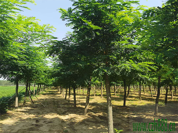 金葉刺槐適合什么時間栽植？ 金葉刺槐的栽植管理方法