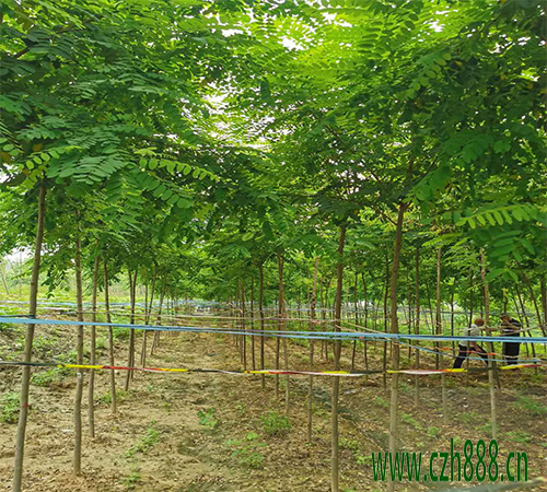 金葉刺槐適合什么時間栽植？ 金葉刺槐的栽植管理方法