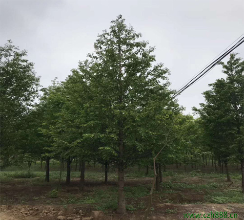 水杉的嫁接方法詳細介紹 水杉嫁接方法