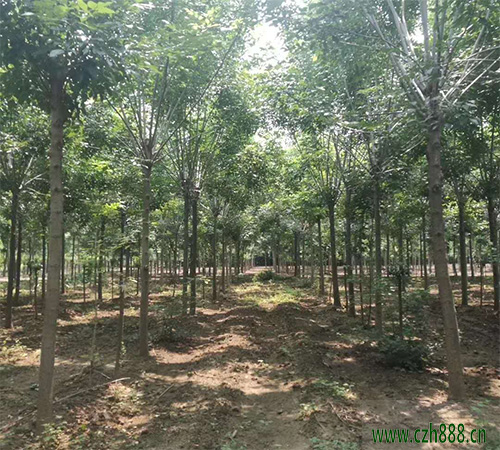 欒樹的作用和價值有哪些？