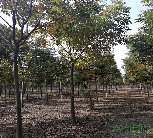 欒樹的作用和價值有哪些？