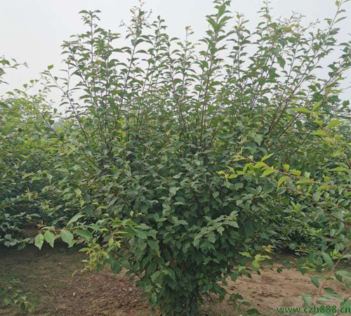 榆葉梅如何修剪？榆葉梅養護方法介紹