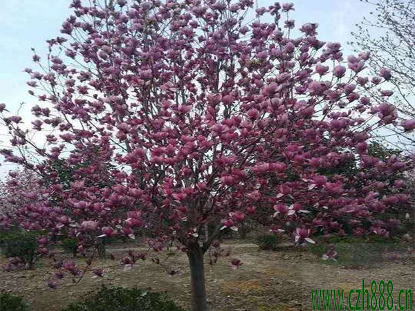 2024紫玉蘭的養殖方法介紹，不能忽略的細節