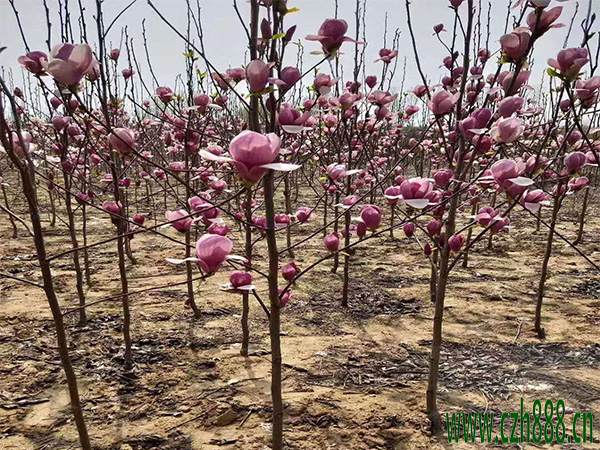 紫玉蘭怎么養殖？紫玉蘭種植要注意什么