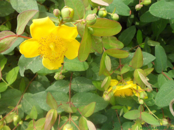 金絲梅如何株繁殖？看看這些方法