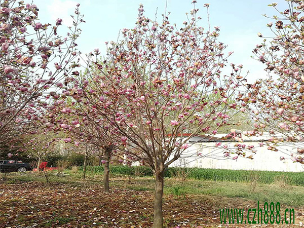 紫玉蘭如何養護？做好這些細節