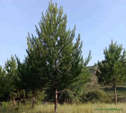 油松的育苗方法 油松育苗的注意事項