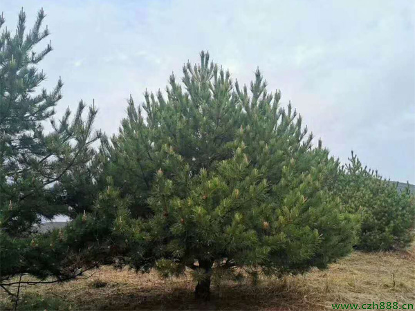 油松的育苗方法 油松育苗的注意事項