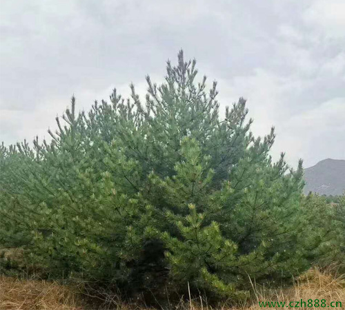 油松的育苗方法 油松育苗的注意事項