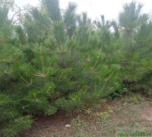 油松的育苗方法 油松育苗的注意事項