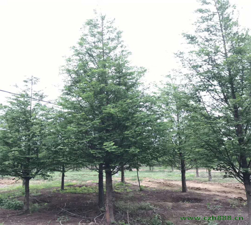 水衫的嫁接方法詳細介紹 水杉如何嫁接？