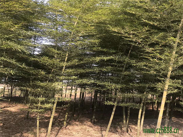 毛竹如何護筍養竹？ 毛竹的種植與管理