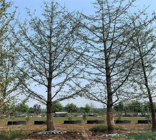 銀杏幾月開花? 銀杏的經濟價值
