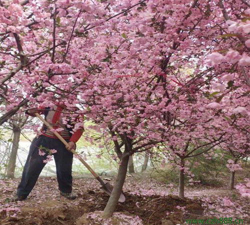垂絲海棠的形狀特征 垂絲海棠的繁植方法