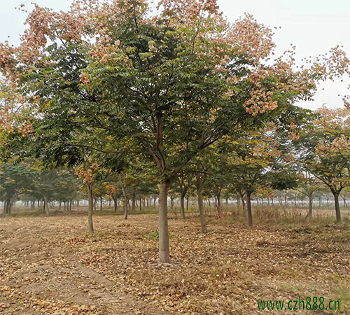 欒樹的種植價(jià)值是什么？ 欒樹的生態(tài)功能是什么？