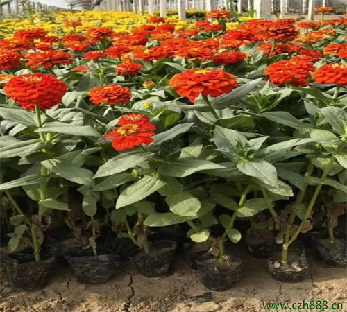 百日草是哪一種植物？ 百日草耐高溫嗎？