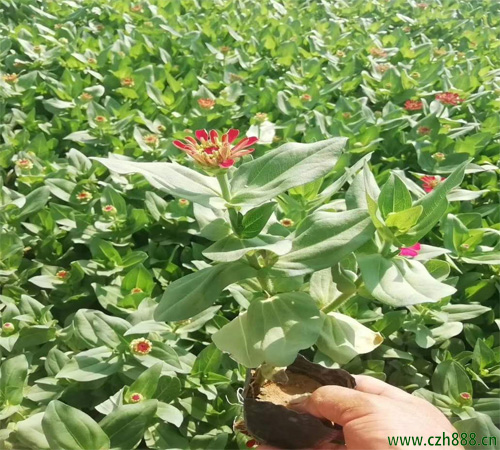 百日草是哪一種植物？ 百日草耐高溫嗎？