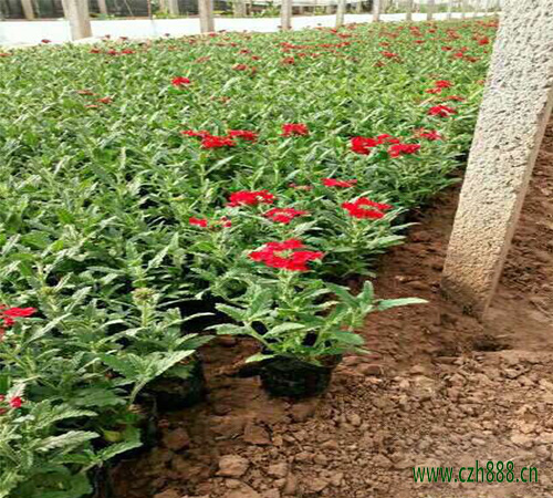 美女櫻種子多久發(fā)芽？美女櫻養(yǎng)護(hù)細(xì)節(jié)