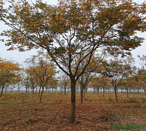 欒樹果實有藥用價值嗎？ 欒樹果實的藥用價值