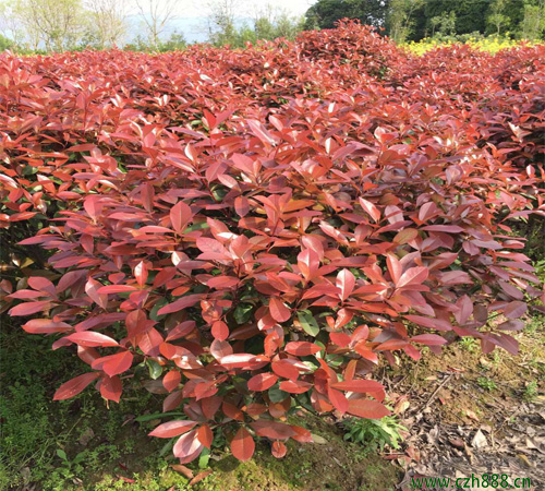 紅葉石楠如何修剪？ 紅葉石楠的修剪方法有哪些？