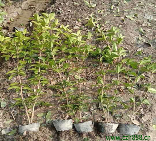 桂花樹適合在幾月播種？ 桂花樹耐寒嗎？