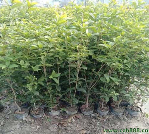 桂花樹適合在幾月播種？ 桂花樹耐寒嗎？