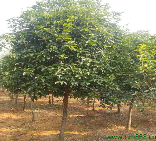 桂花樹適合在幾月播種？ 桂花樹耐寒嗎？