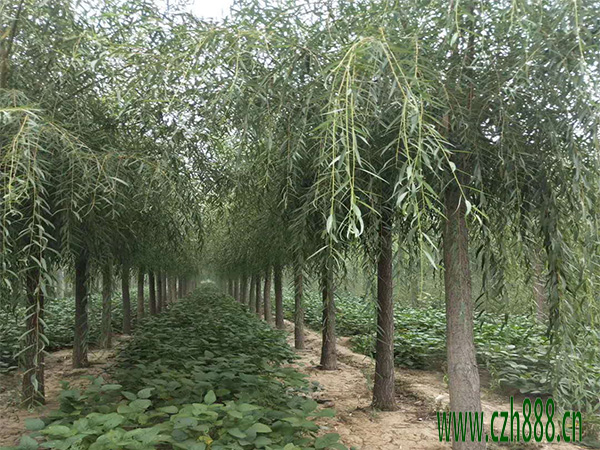 柳樹的種植方法 柳樹種植的留心事項有哪些？