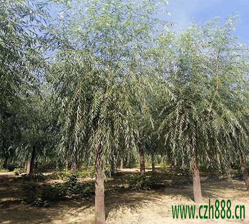 柳樹的種植方法 柳樹種植的留心事項有哪些？