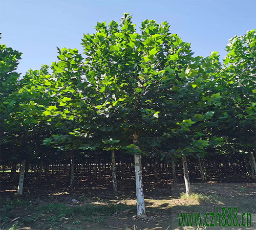 法桐幼苗的養(yǎng)護(hù)方法 法桐幼苗如何過(guò)冬？